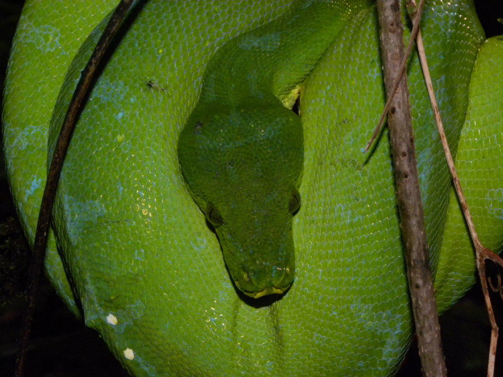 Green Python