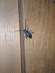 Plectrura spinicauda