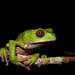 Lovely Leaf Frog - Photo (c) Khristian Venegas Valencia, some rights reserved (CC BY-NC), uploaded by Khristian Venegas Valencia