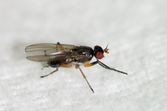 Anticheta canadensis