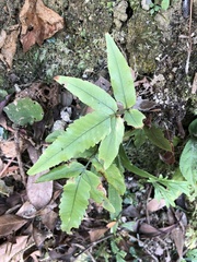 Dryopteris podophylla