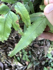 Dryopteris podophylla