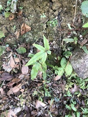 Dryopteris podophylla