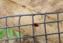 Stenotarsus bimaculipennis