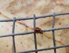 Stenotarsus bimaculipennis