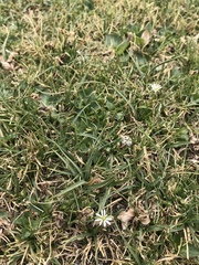 Stellaria depressa