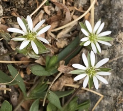 Stellaria depressa