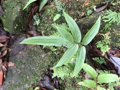 Dryopteris podophylla