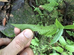 Dryopteris podophylla