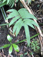 Dryopteris podophylla