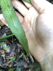 Dryopteris podophylla
