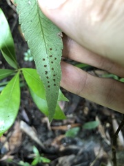 Dryopteris podophylla