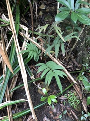 Dryopteris podophylla