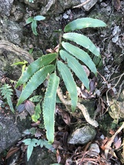 Dryopteris podophylla