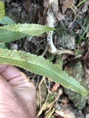 Dryopteris podophylla