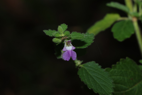 Anisomeles moschata (Anisomeles moschata)