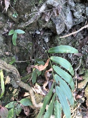 Dryopteris podophylla