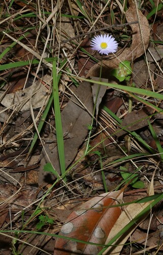 Image of Brachyscome microcarpa by (c) Greg Tasney, some rights reserved (CC BY-SA)