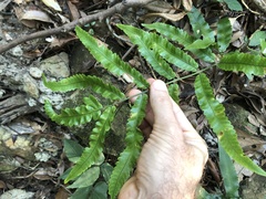 Dryopteris podophylla