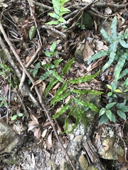 Dryopteris podophylla