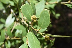 Quercus vacciniifolia