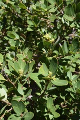 Quercus vacciniifolia