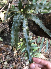 Dryopteris podophylla
