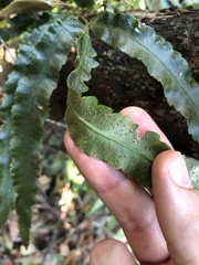 Dryopteris podophylla