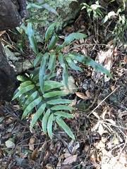 Dryopteris podophylla