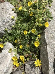 Potentilla gelida