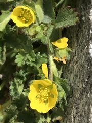 Potentilla gelida