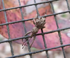 Leptopius tetraphysodes