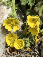Potentilla gelida