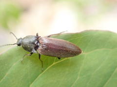 Acteniceromorphus spinosus