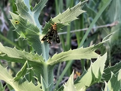 Chamaesphecia empiformis