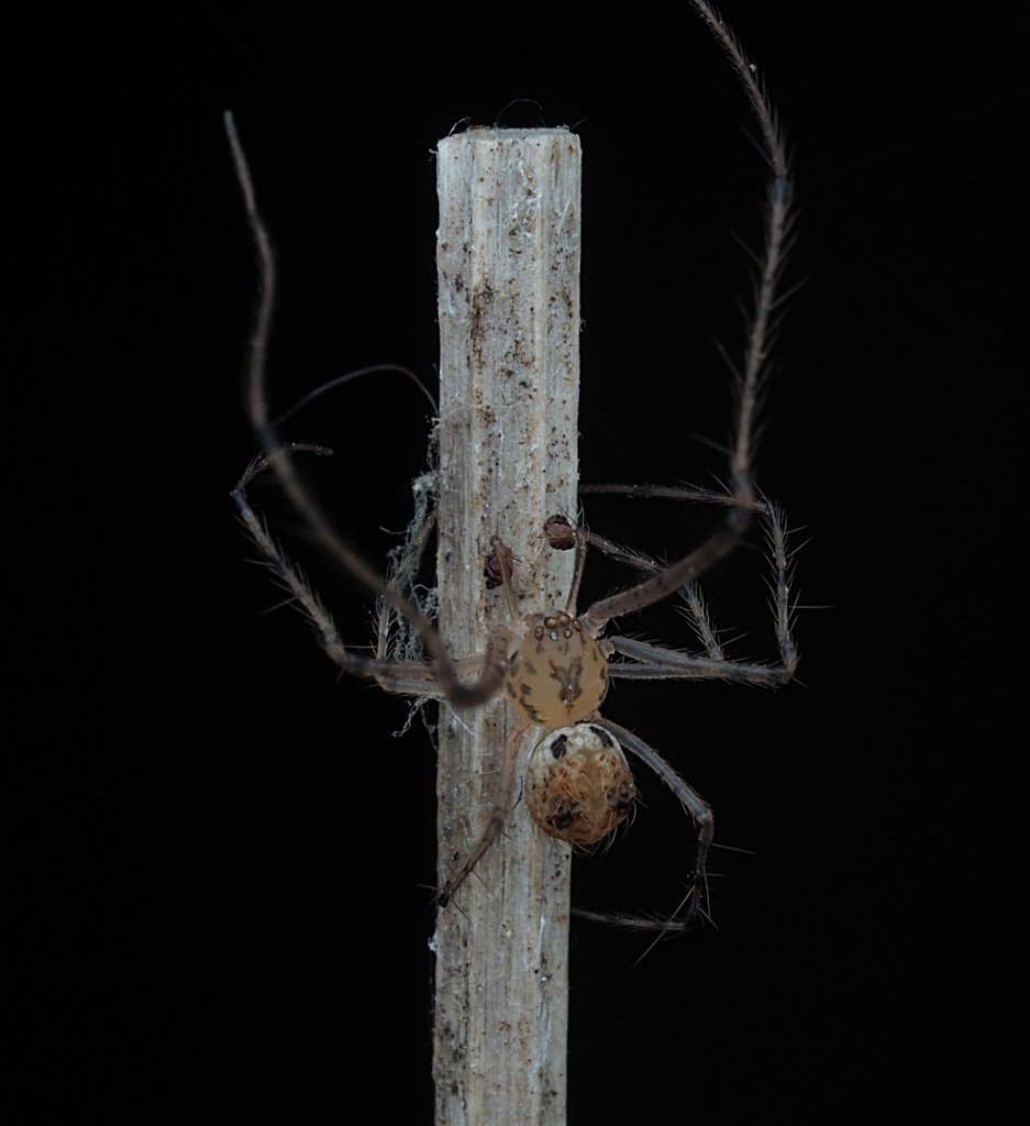 Australomimetus aurioculatus