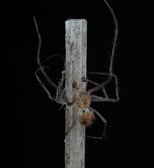 Australomimetus aurioculatus