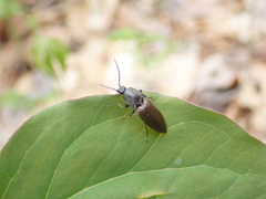 Acteniceromorphus spinosus