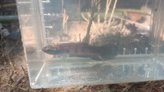 Clownface Betta photo 2