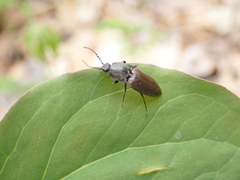 Acteniceromorphus spinosus