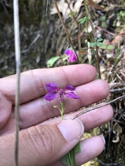 Clarkia rhomboidea