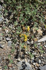 Acmispon decumbens