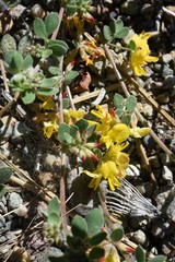 Acmispon decumbens