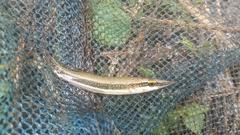 Peppermint Pikehead photo 2
