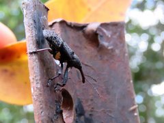 Isacantha rhinotioides