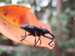 Isacantha rhinotioides