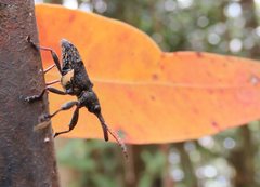Isacantha rhinotioides