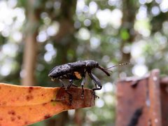 Isacantha rhinotioides