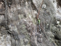 Orthetrum sabina