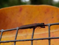 Belidae